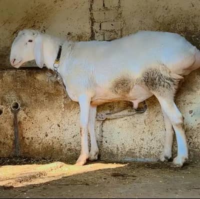 Dumba pure Fateh jang breed