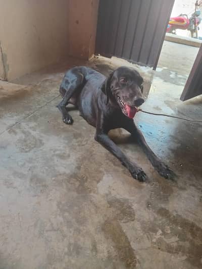 pointer dog 1.5 year age 1 month pregnant female black dog sale