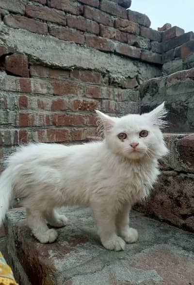 beautiful kittens for sale