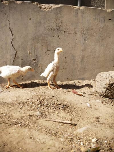 KING GERMAN WHITE O SHAMO WHATSAPP 03168035881