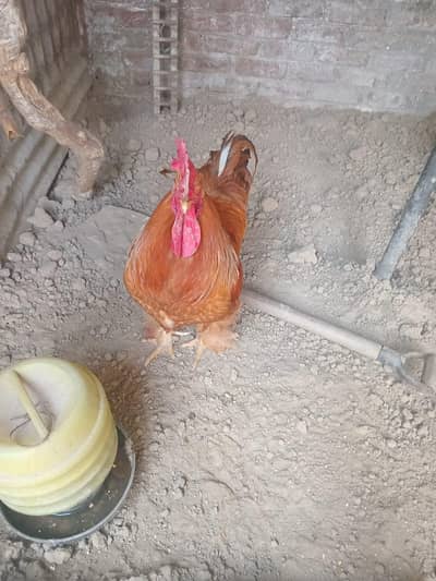 golden buff adult male