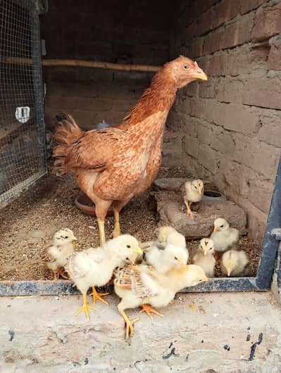 Aseel chicks for sale