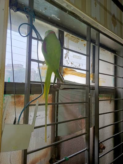 kashmiri raw parrot mail