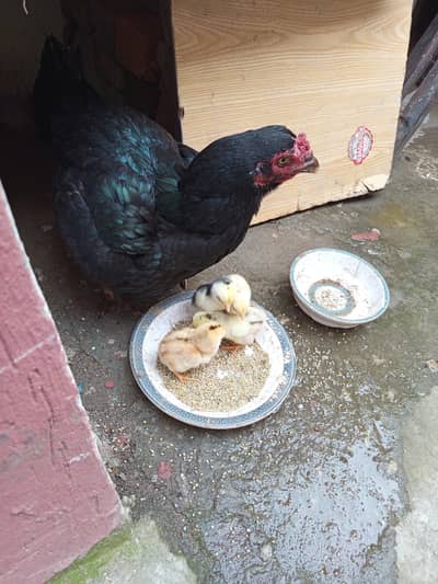 best quality aseel hens