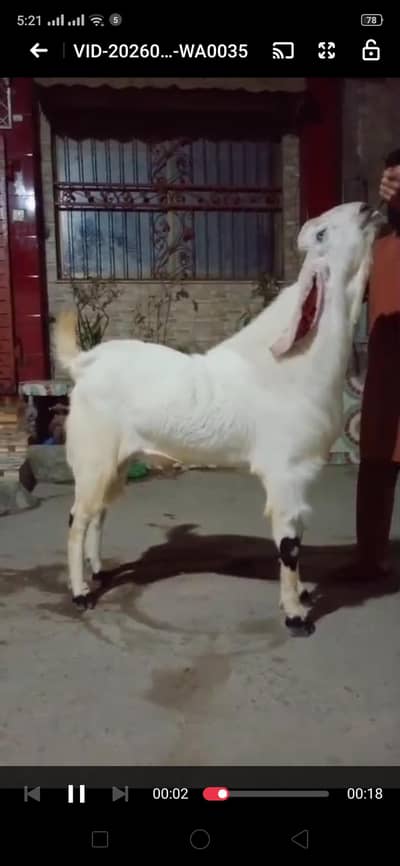 breader male for sale