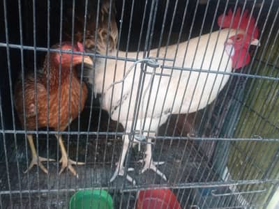 Aseel murghi or Misri murgha