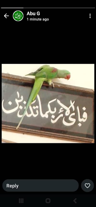 raw indian talking parrot whistling hand tamed