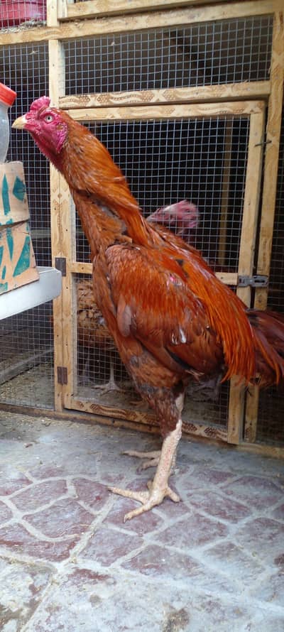 Peela Aseel Murgha High Quality Breed