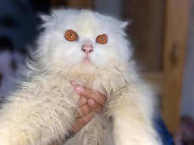 White Persian Triple Coat Vaccinated Cat 1.5 years age beautiful eyes