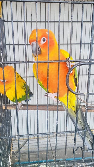 Sun Conure Breeding Pair for Sale – Multan – Negotiable Price