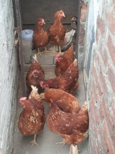 lehmann brown jumbo size