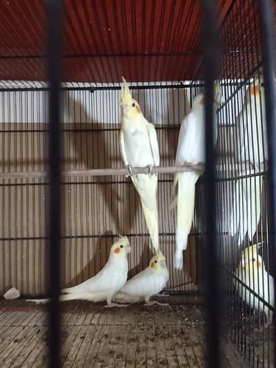 cream cocktail pathy