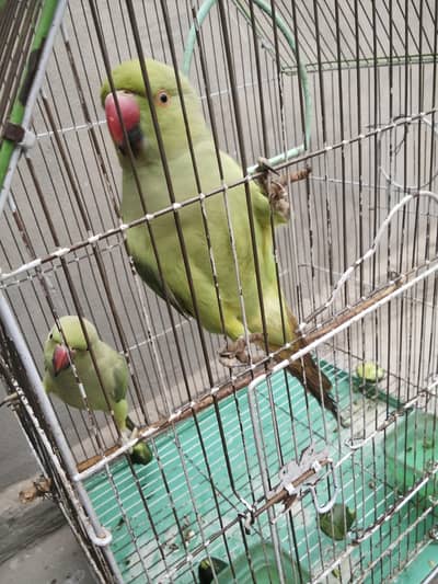 Talking parrot male and female