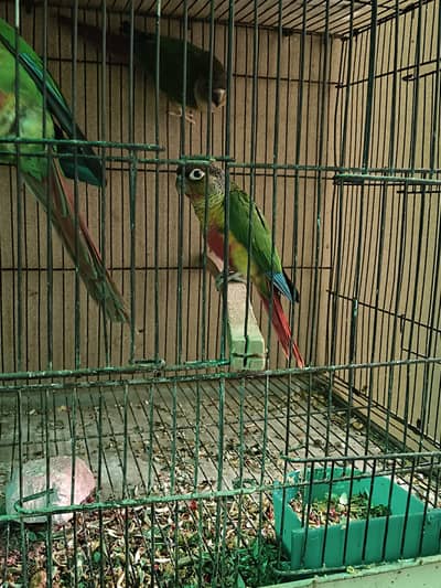 red conure for sale