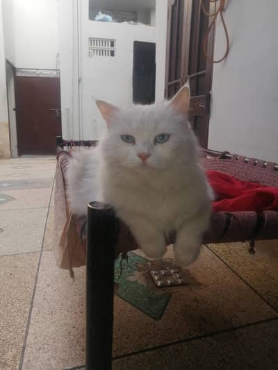 Persian cat white tipple coat for sale