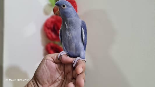 Voilet double factor Ringneck Handtamed Parrot