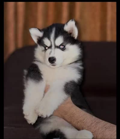 blue eyes proper wlooycoat puppy