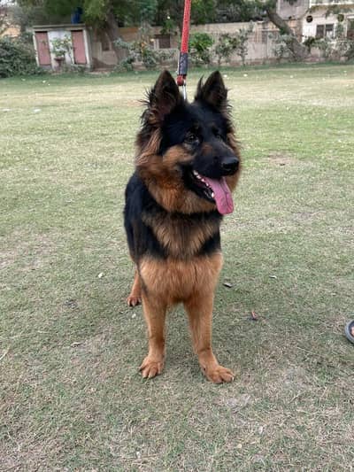 Female German shepherd