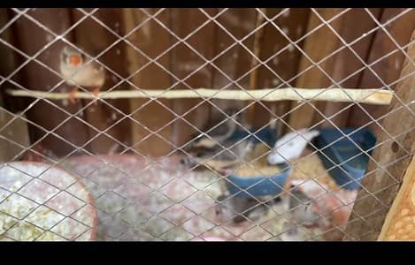 5 PAIR FINCHES MUTATION+ COMMON