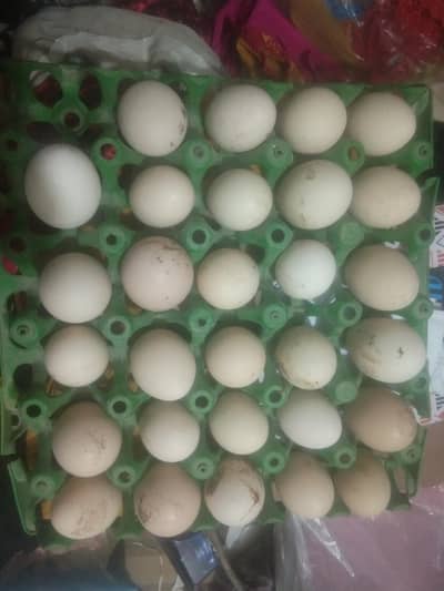 Dessi eggs for sale