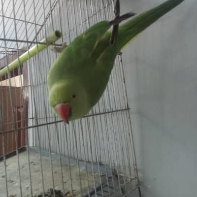 green ringneck 2