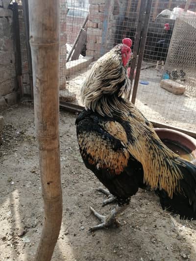 All breed ka chicks available