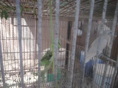 ALBINO RED EYE LOTINO