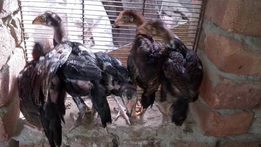 Pure Pakistani Aseel Chicks