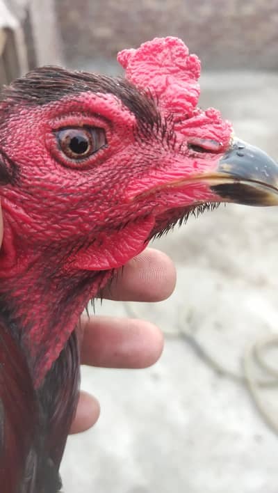 totally set up for sell