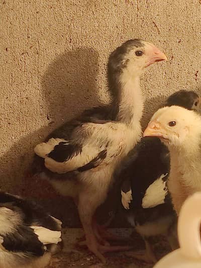 German Shamo Chicks VIP Quality