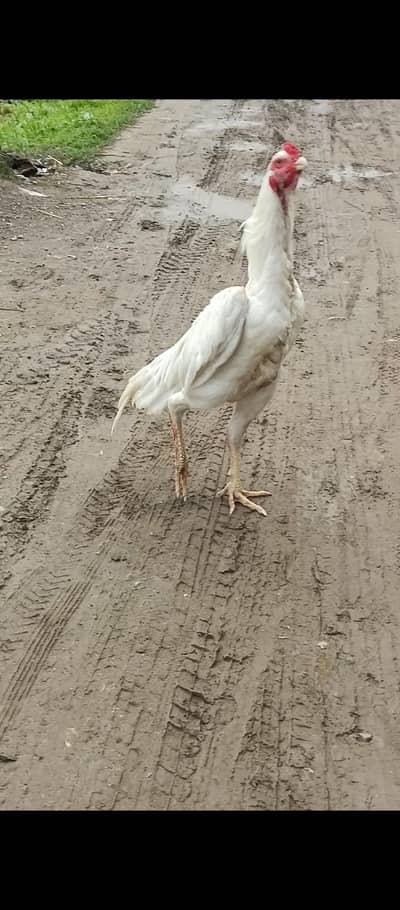 white shamo for sale