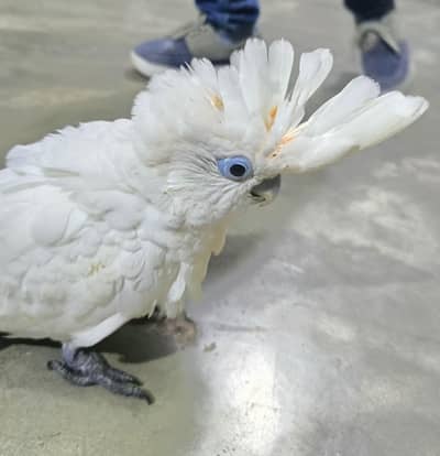 cockatoo delcore