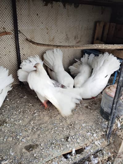 Pigeons breeder pairs for sale beautiful pairs