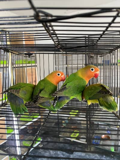 Lovebirds available for sale