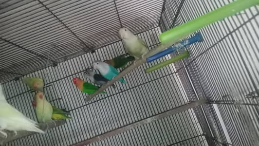 albino red eyes   rosicoli  oplin