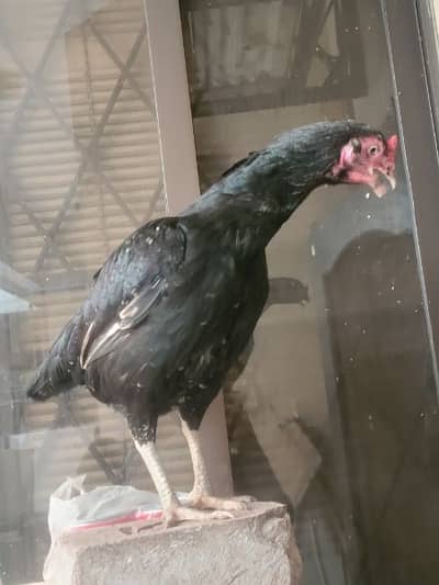 AseeL murgi AseeL hen chicken farm