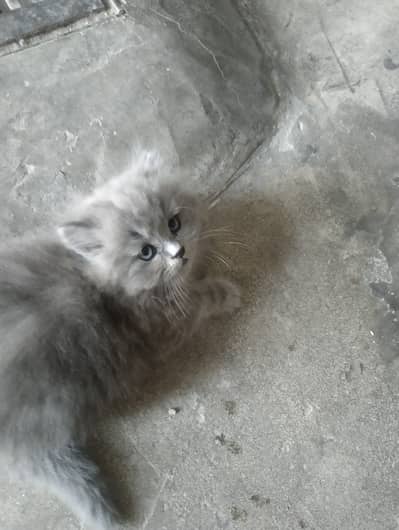 Kitten for sale