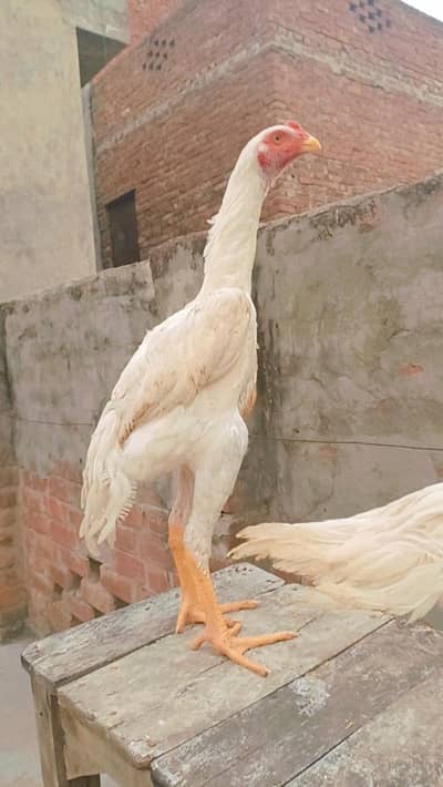 pure aseel shamo chicks | king size white shamo | german shamo