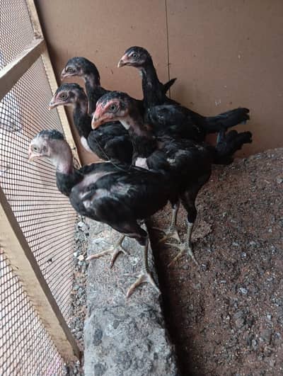 Healthy aseel chicks are available