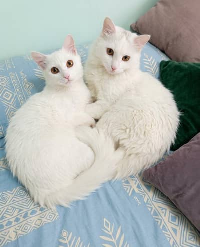 Persian pair available