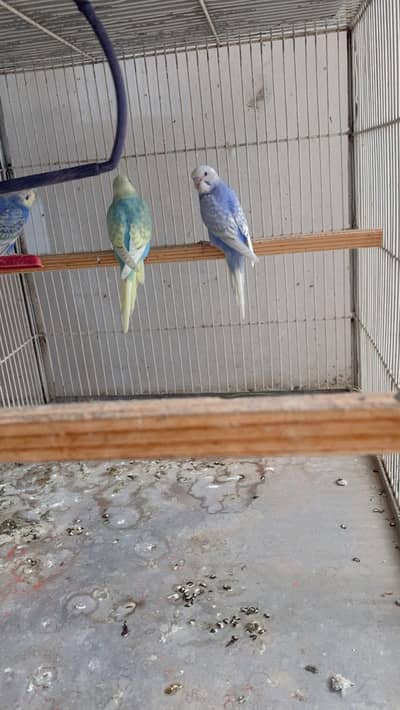 Rainbow budgies and Exhibition budgies