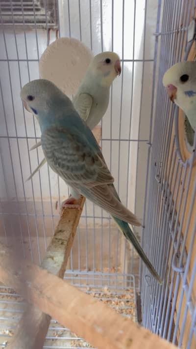 Rainbow & Exhi king breeder green cheek conure split blackface