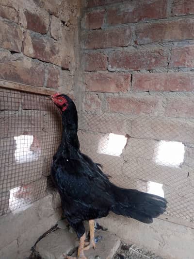 Amroha aseel murgi h jis bhi ko chahiya rbta kra 03262694356