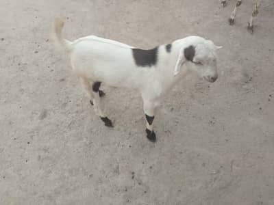 urgent sell healthy teddy Bakra