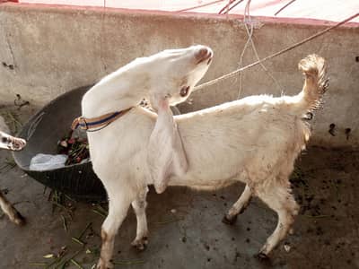 punjab white eyes kids female 03123157488