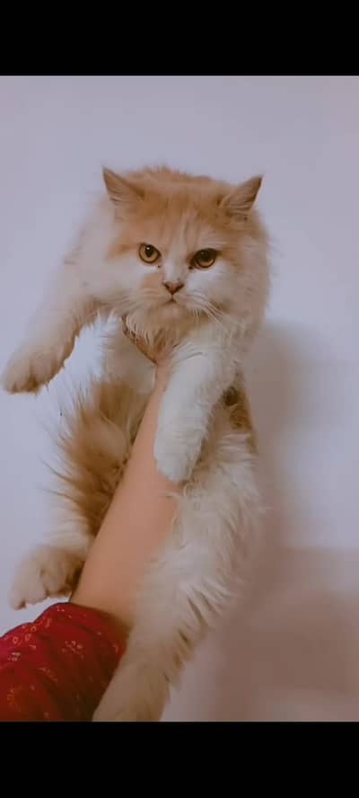 Male kitten for sale