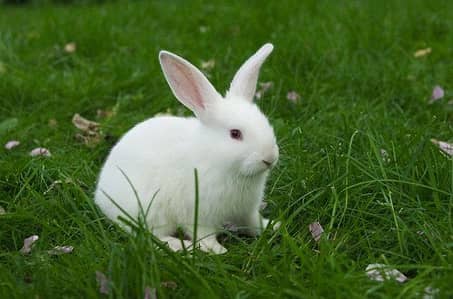 NewZealand white Rabbit Red Eyes  Bunny