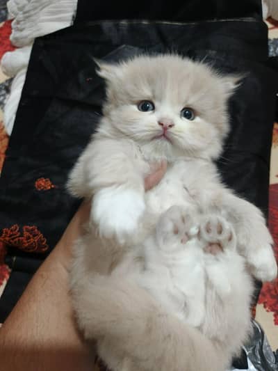 BICOLOUR KITTENS WITH THICK FURR