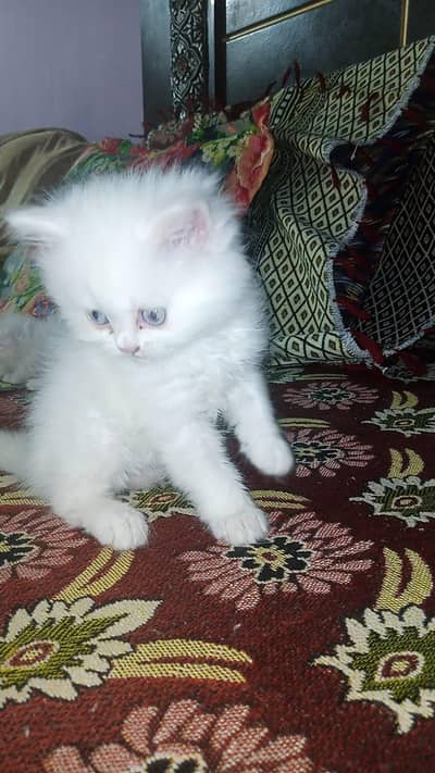 1. name Tom. 2male Cat nam . popcorn  age 1 month