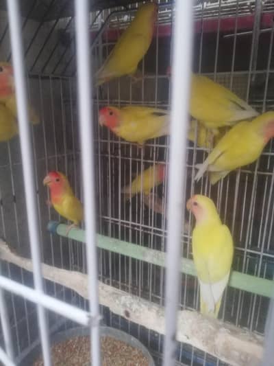 common Latino red eyes, home breed phaty